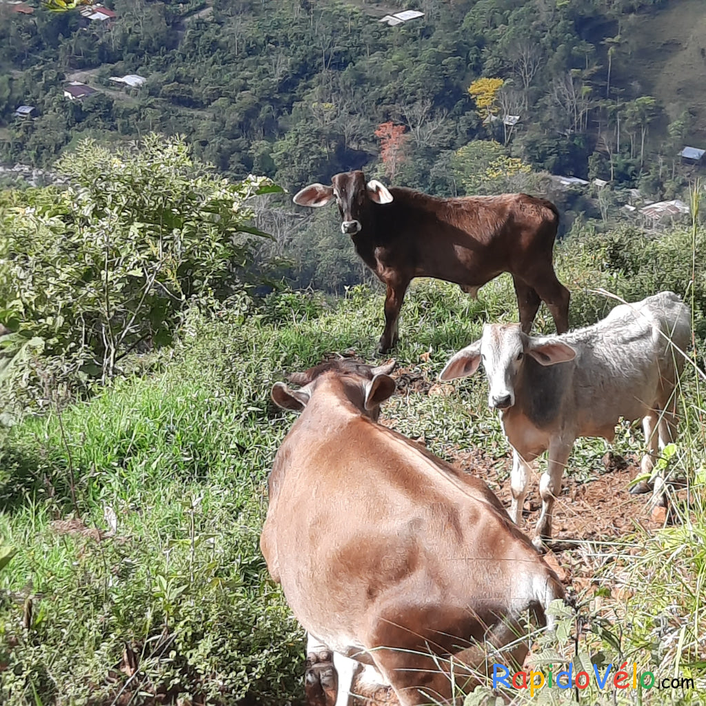 Croix Pueblo Nuevo (Le Sentier Des Vaches)