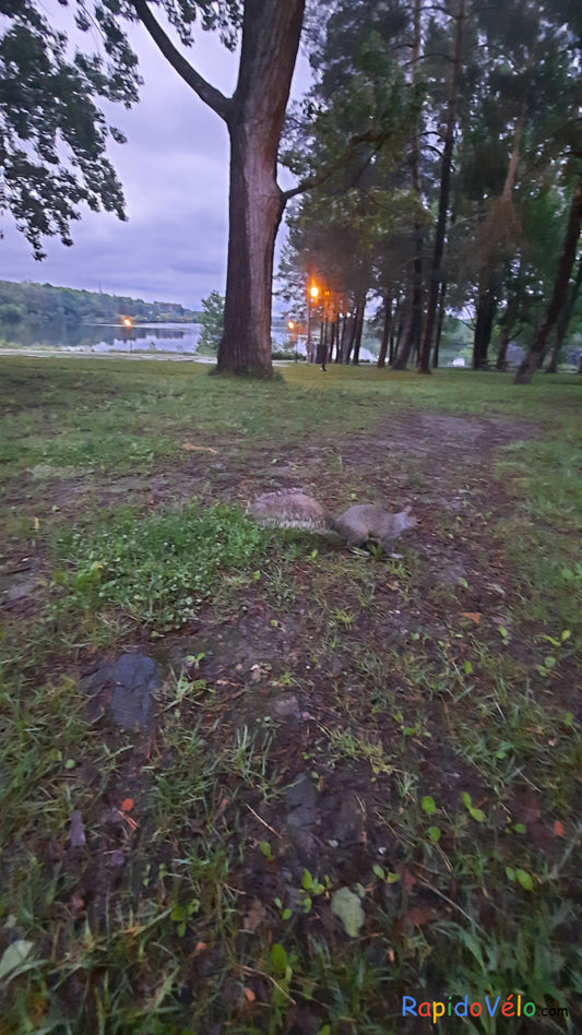Trouve L’écureuil Du 4 Juin 2021 Au Parc Jacques Cartier Près Lac Des Nations