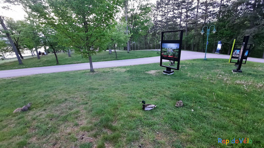 Trouve L’homme L’écureuil Et Les Canards Du 23 Mai 2021 (Parc Jacques Cartier)