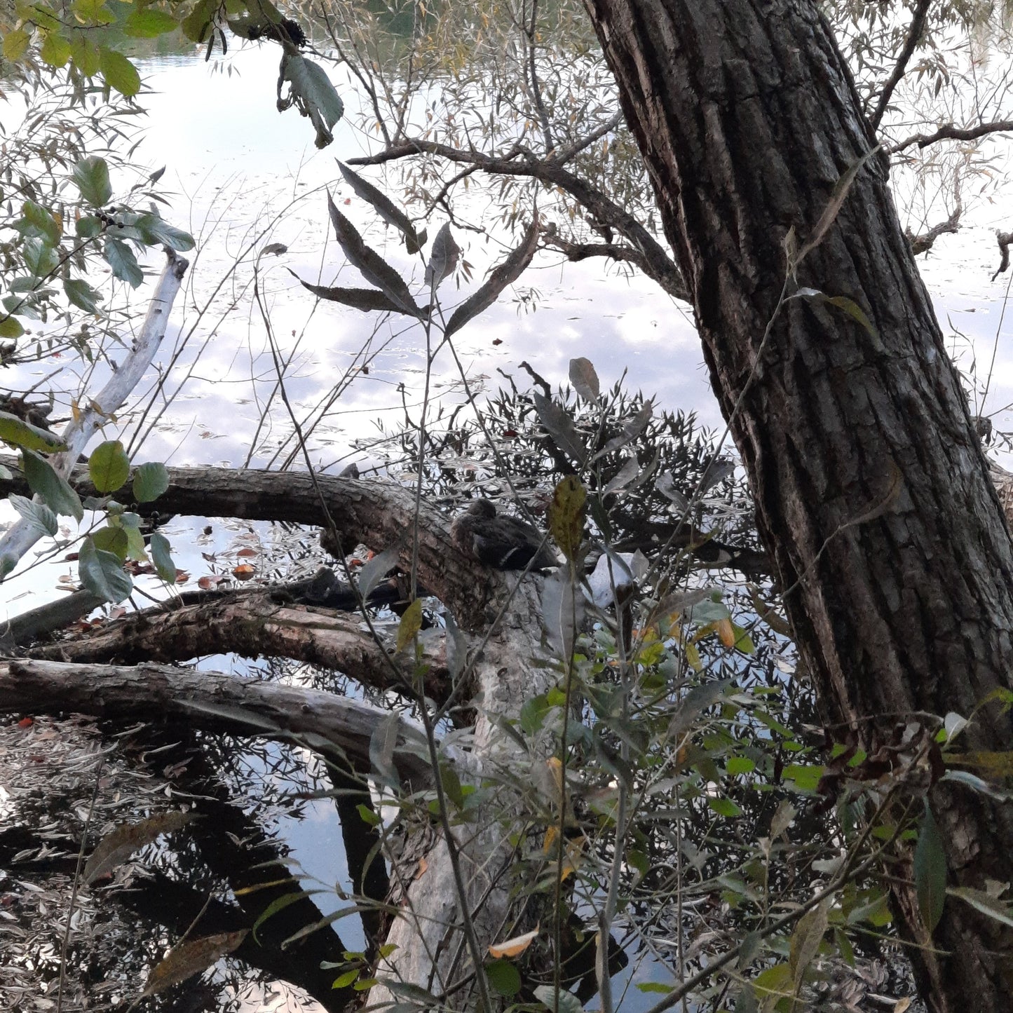 Trouve Le Canard Qui Fait La Sieste 22 Septembre 2021 18H35 (Vue Pc1) Rivière Magog À Sherbrooke.