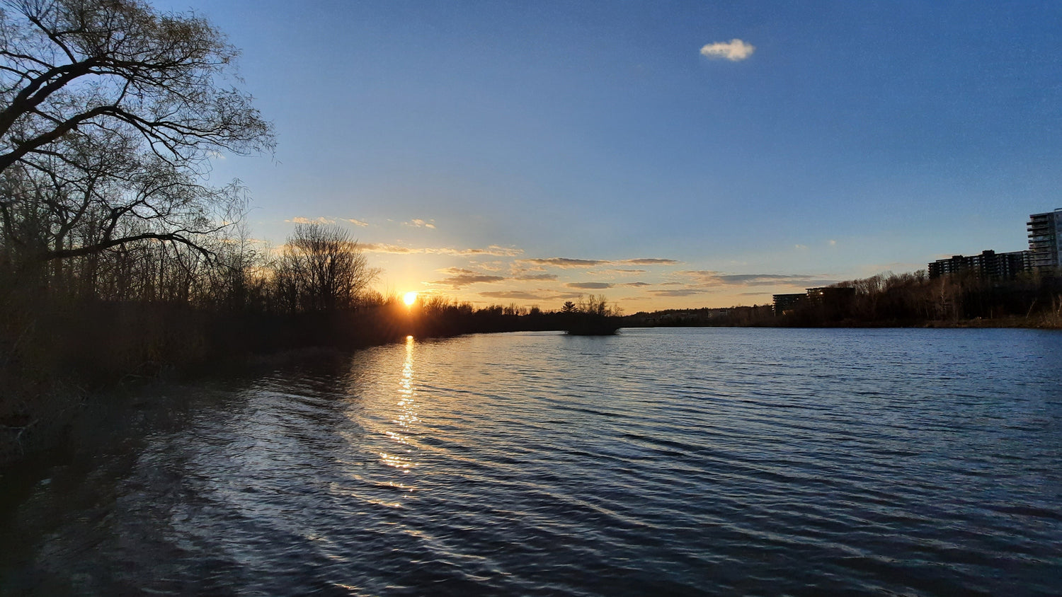 Le Grand Saule Du 23 Avril 2021 19H20 Photo Numérique