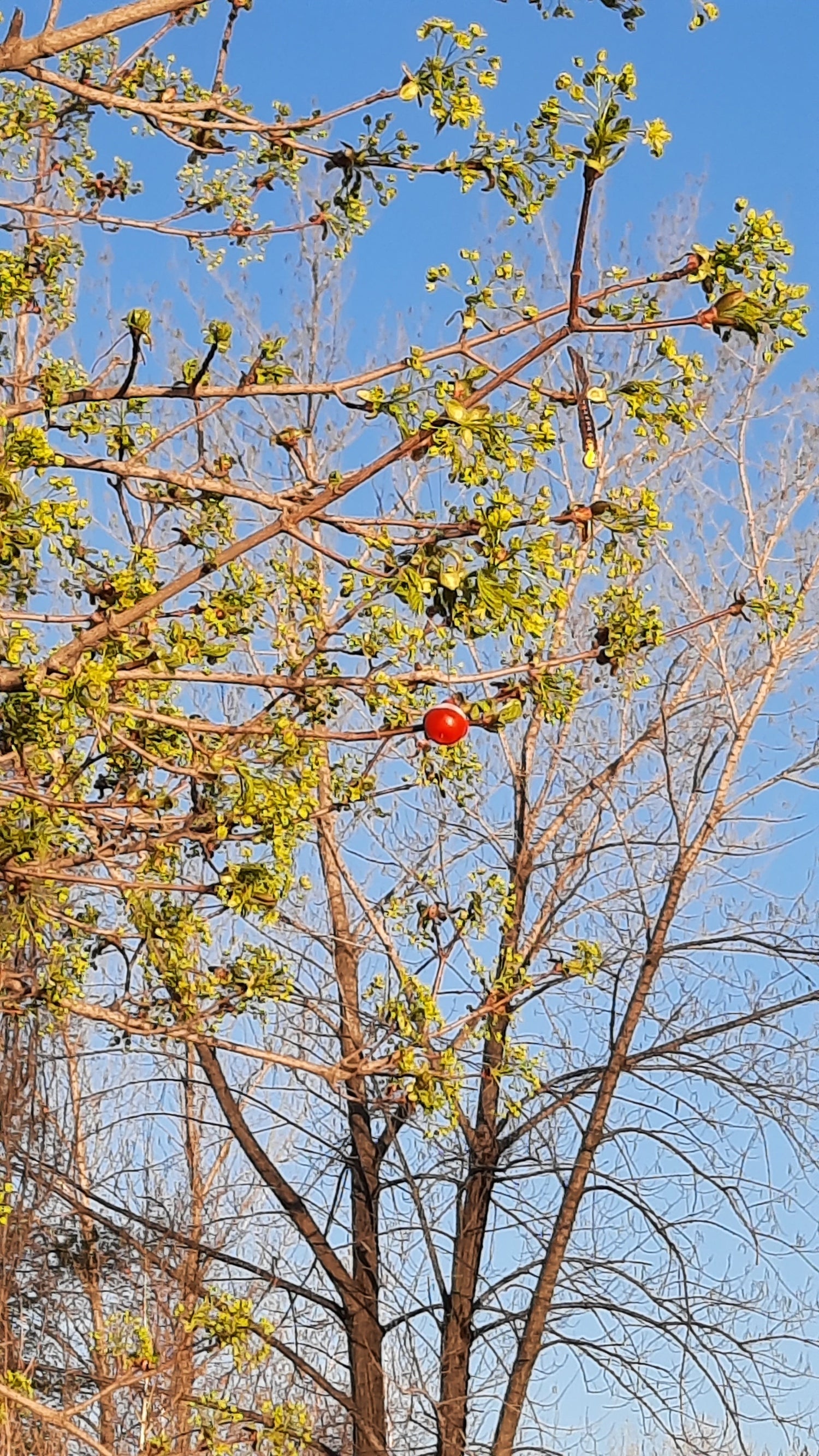 Le Fruit De La Pêche