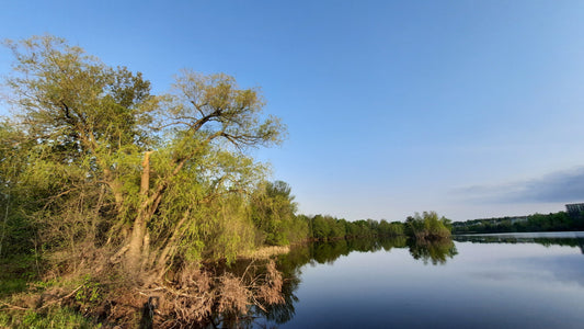 Le Grand Saule Du 19 Mai 2021 (Vue T2)