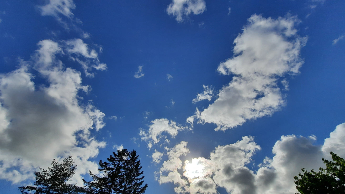 Les Arbres Parmi Les Nuages Blancs Et Le Ciel Bleu 23 Mai 2021 (Vue Mm1) Timide