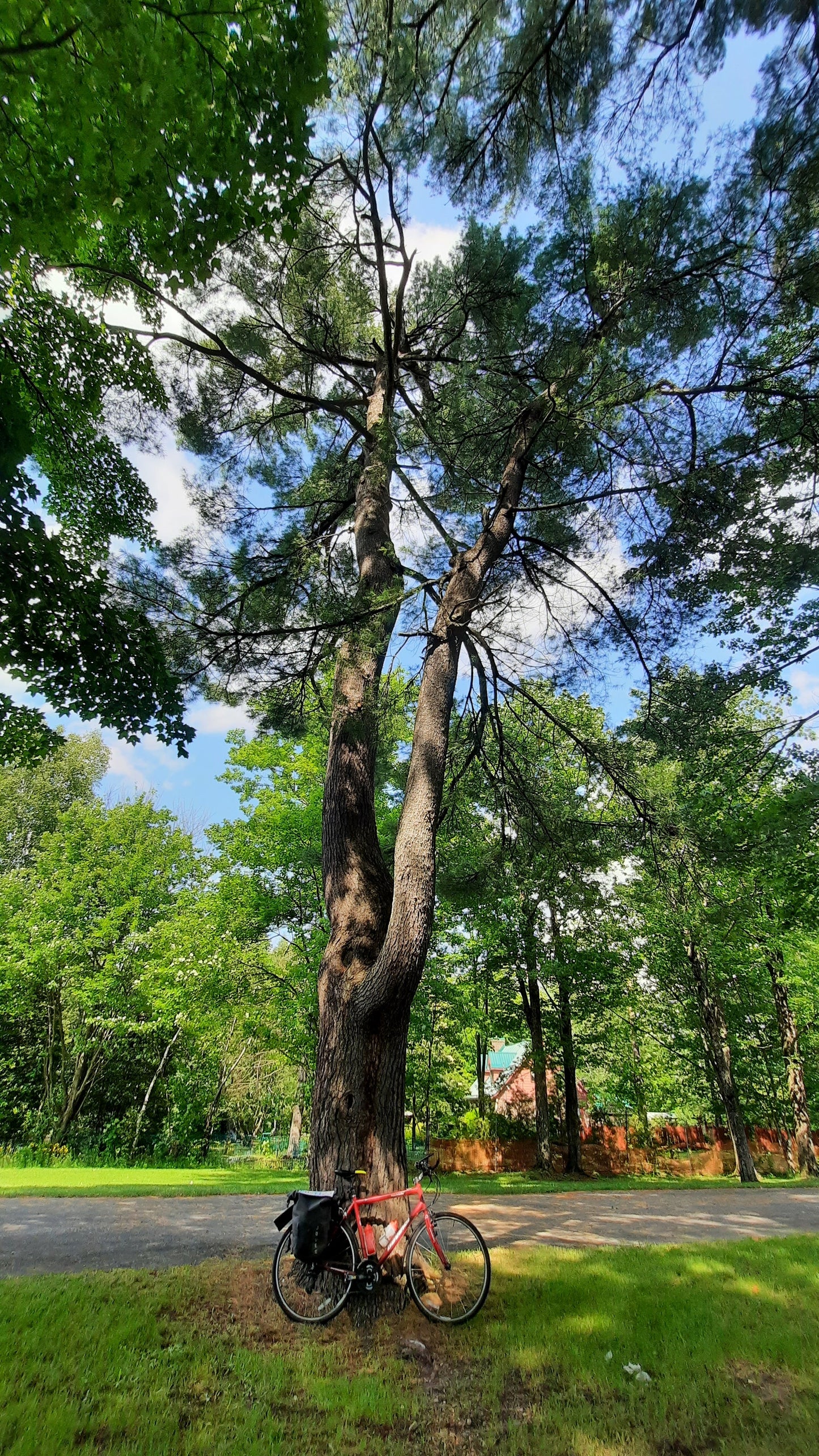 27 Juin 2021 (Jour 5) L’arbre Géant Le Ciel Bleu Et Les Nuages Blancs. Cliquez Pour Voir Catégories