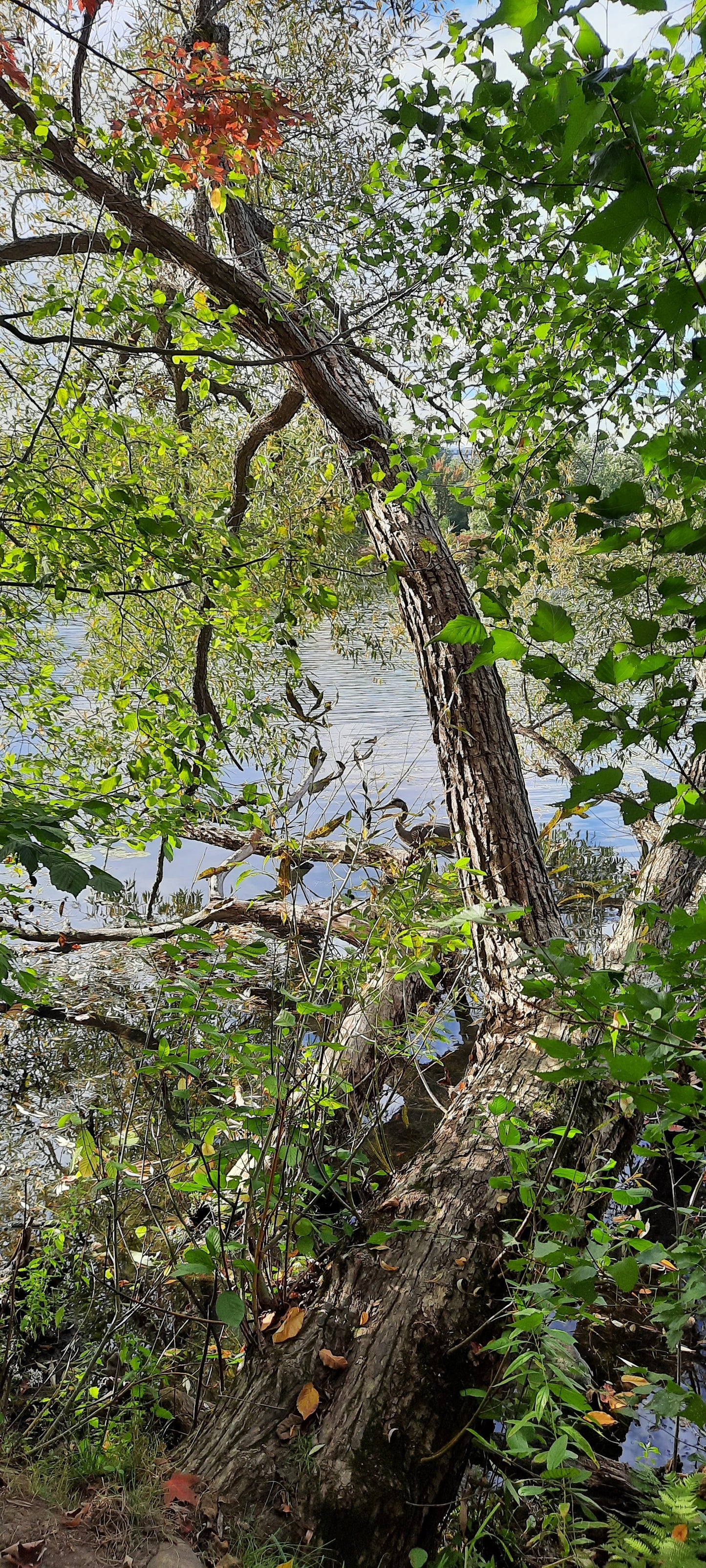 Trouve Le Grand Héron Du 21 Septembre 2021 16H35 (Vue Pc1) Rivière Magog Sherbrooke.