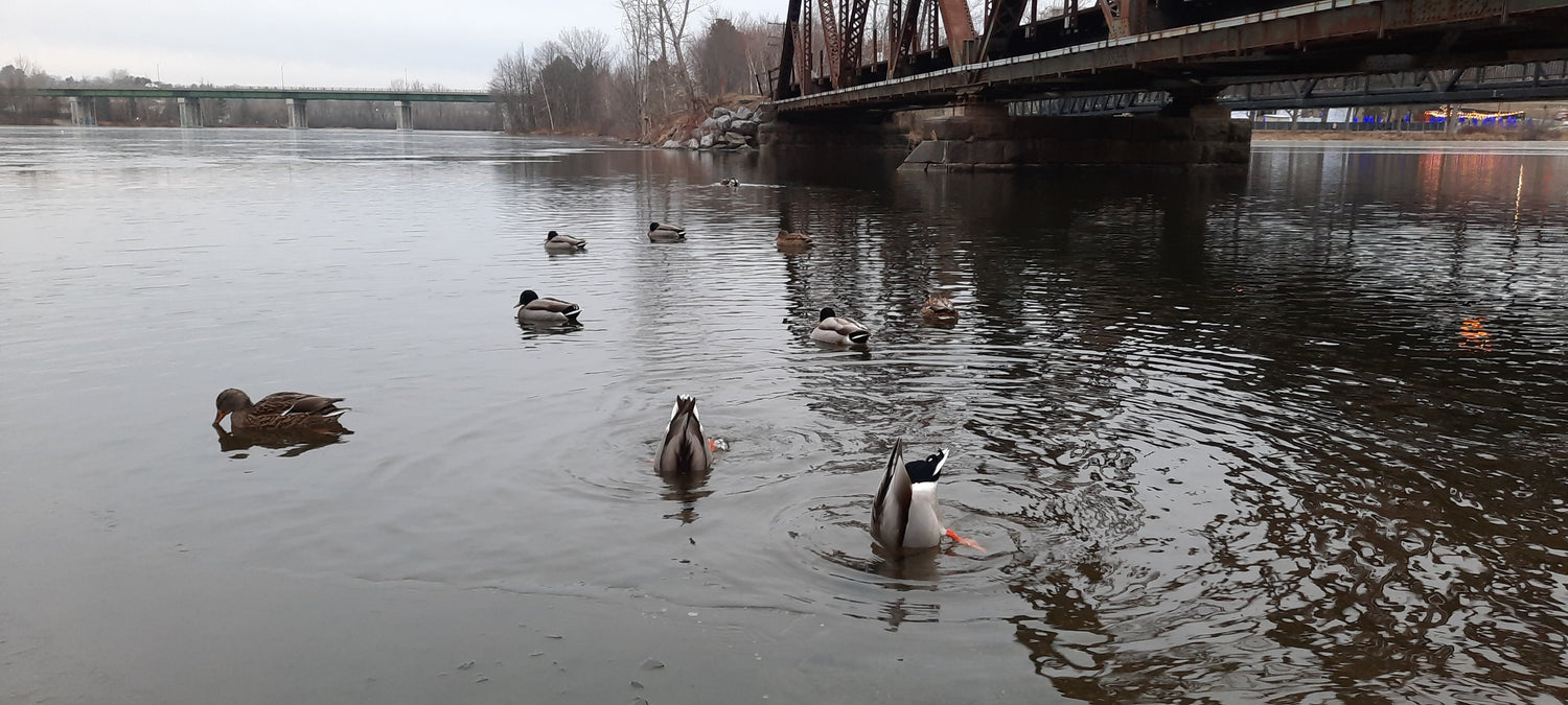 La Danse Des Canards Du 15 Décembre 2021