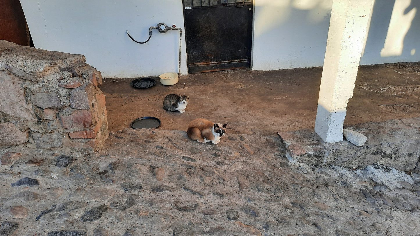 Les Chats Du 26 Décembre 2021 Puerto Vallarta