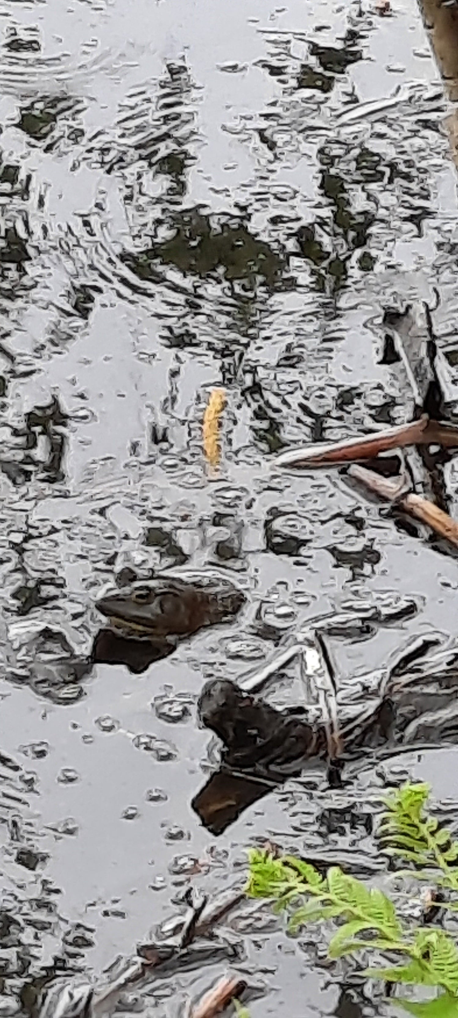 Trouve La Grenouille De Sherbrooke (Vue G1)