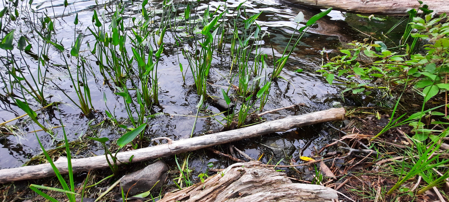 Trouve La Grenouille (Vue K1)