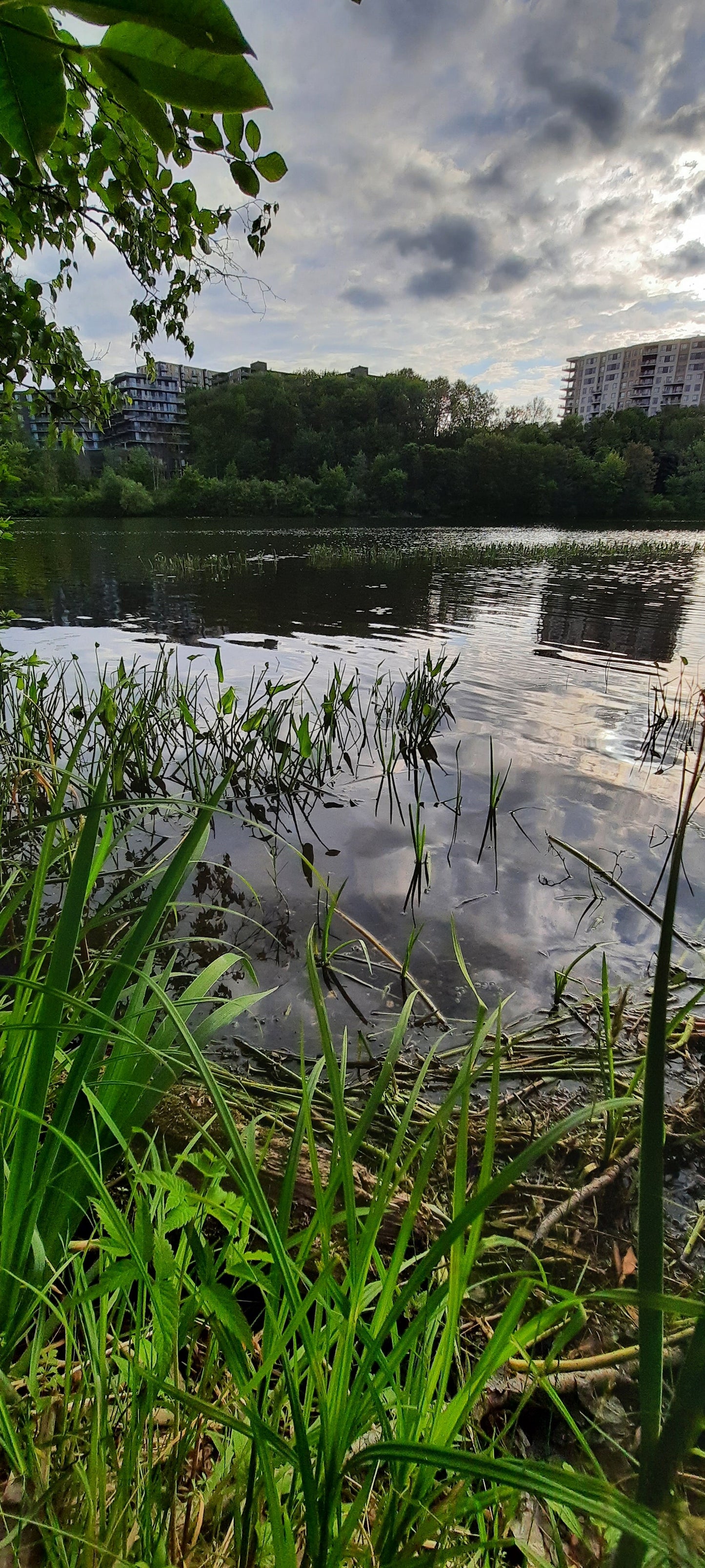 Trouve La Grenouille De Sherbrooke Jr1