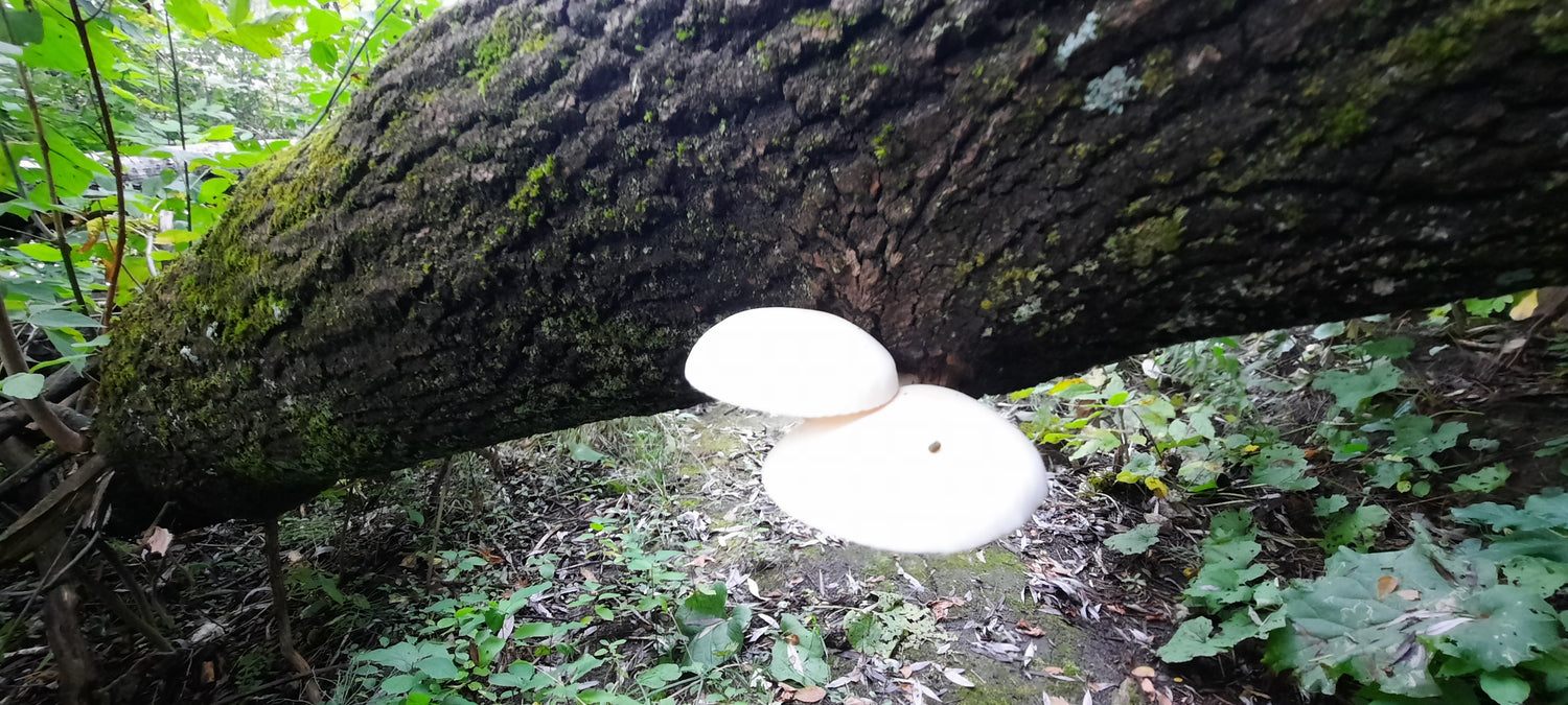 Trouve Les Champignons