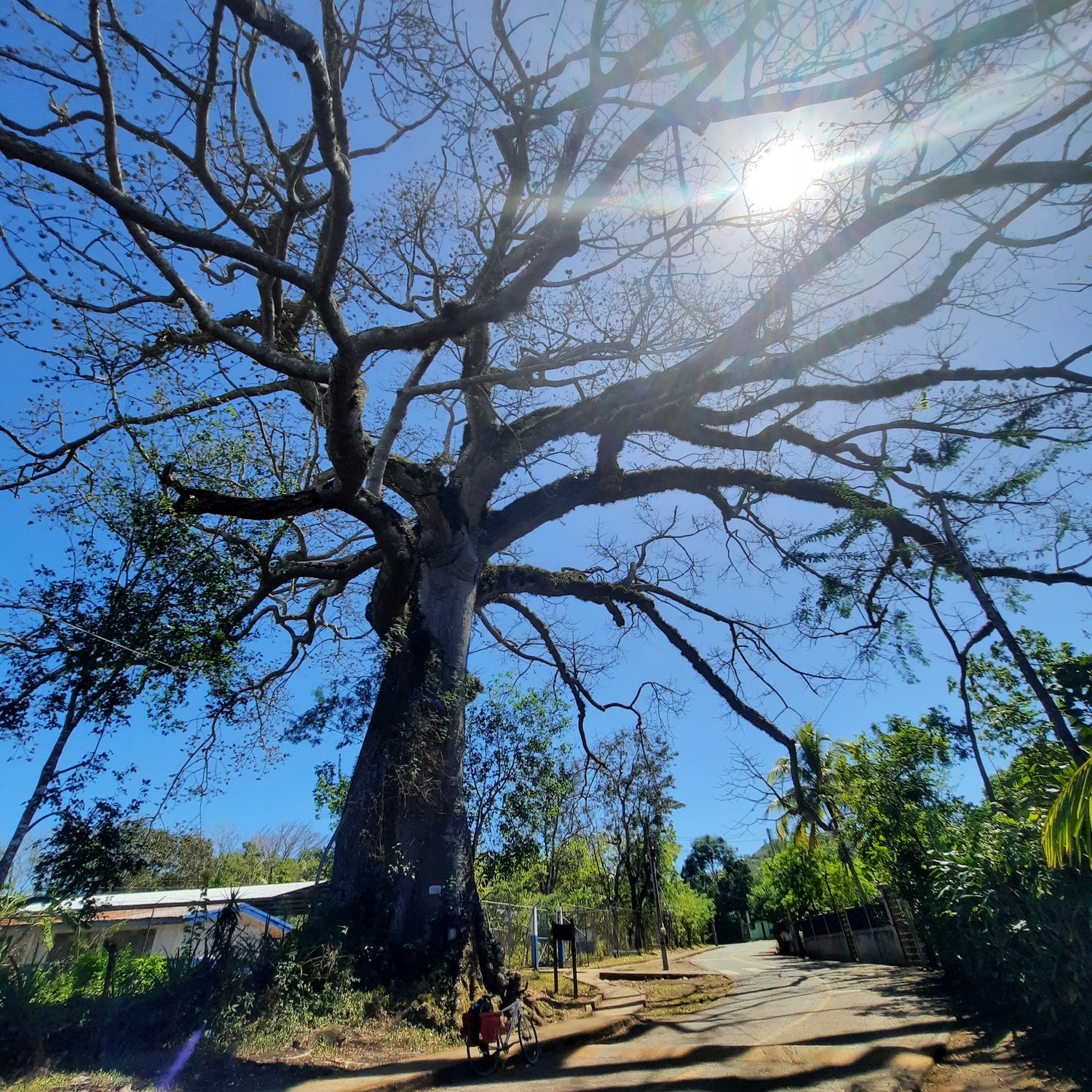 Arbre Géant