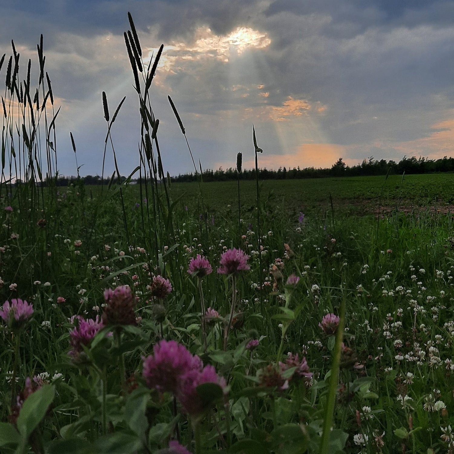 Les Rayons Du Soleil 27 Juin 2021 (Jour 5) Lévis Flore