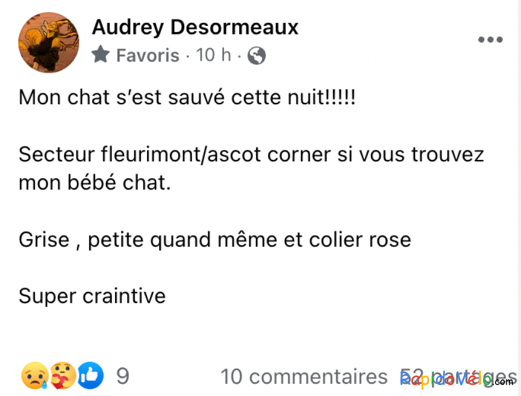 Chat Perdu À Fleurimont