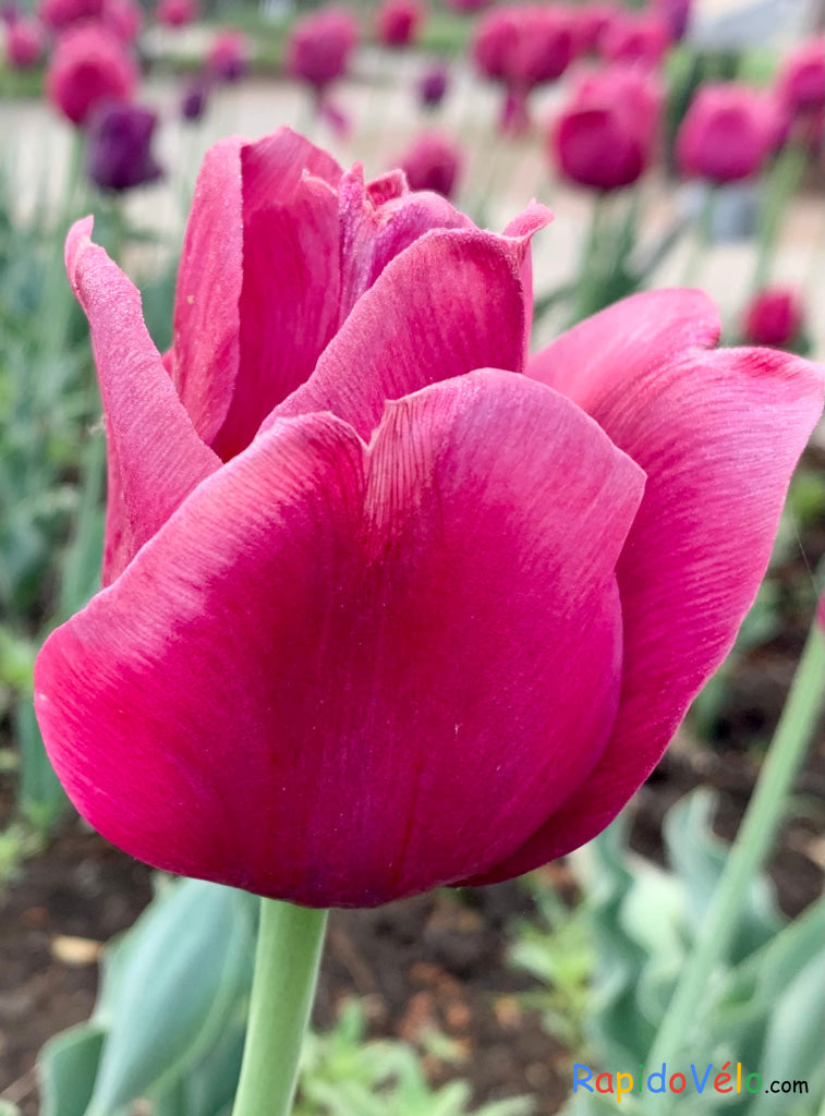 Fleur Tulipe Au Lac 24 Mai 2021