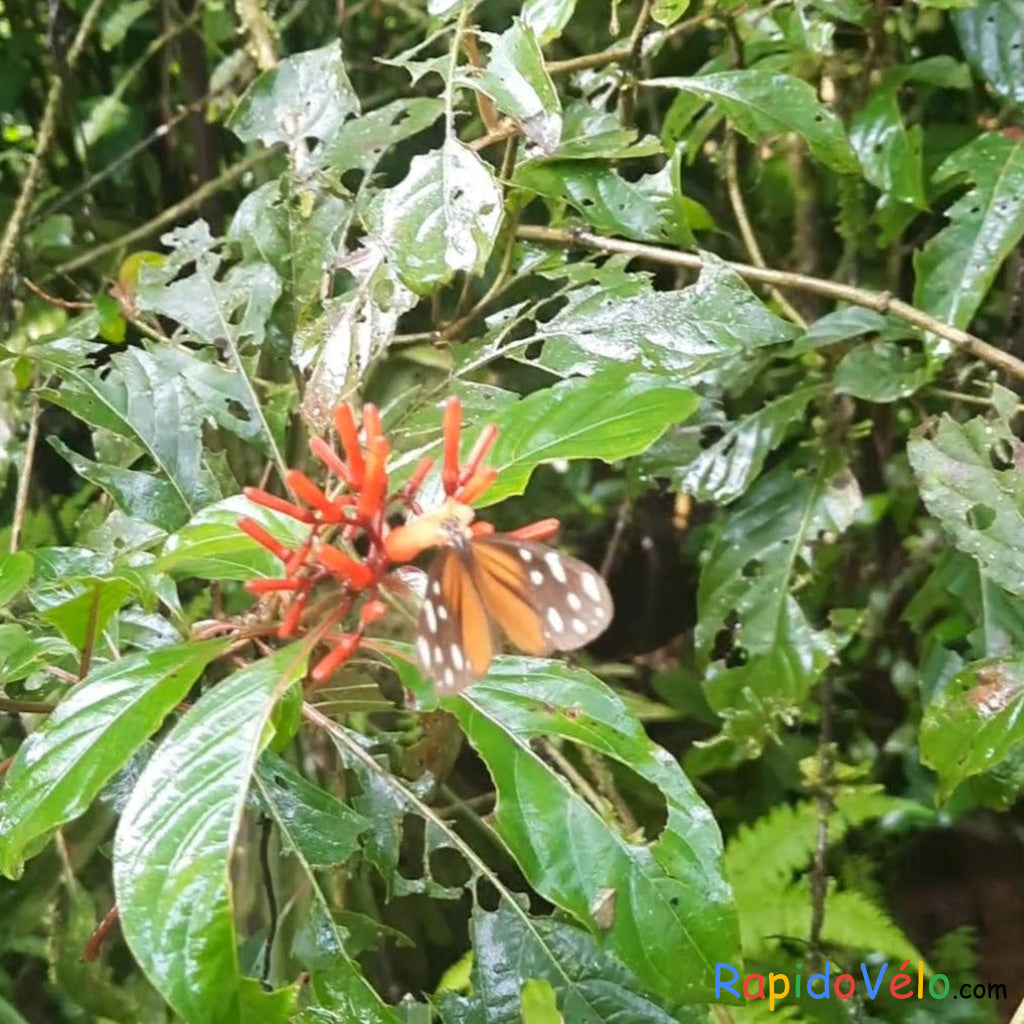Conozca más sobre la Vida Silvestre en Costa Rica
